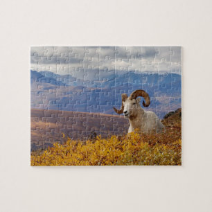 dall sheep, Ovis dalli, ram Jigsaw Puzzle
