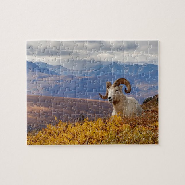 dall sheep, Ovis dalli, ram Jigsaw Puzzle (Horizontal)