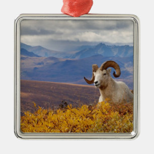 dall sheep, Ovis dalli, ram Metal Ornament