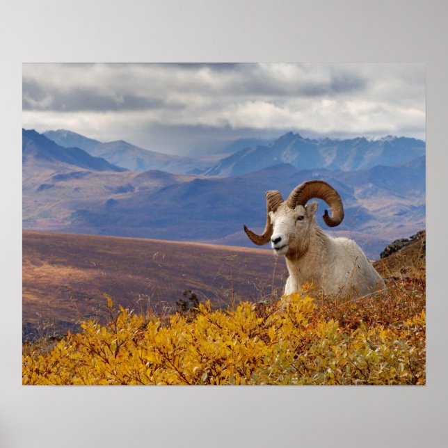 dall sheep, Ovis dalli, ram Poster (Front)