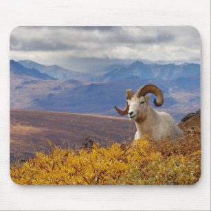 dall sheep, Ovis dalli, ram resting on a Mouse Pad