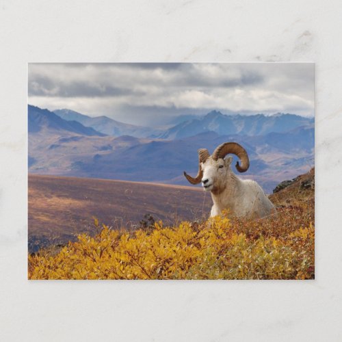 dall sheep Ovis dalli ram resting on a Postcard