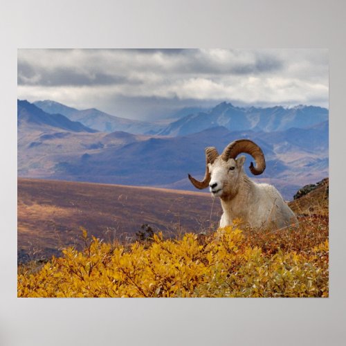 dall sheep Ovis dalli ram resting on a Poster