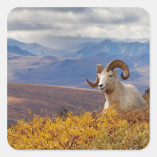 dall sheep, Ovis dalli, ram Square Sticker