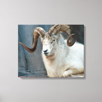Dall Sheep Wrapped Canvas by lynnsphotos at Zazzle
