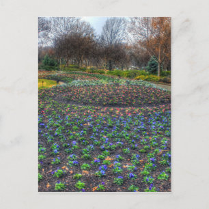 Dallas Arboretum and Botanical Gardens flower bed Postcard