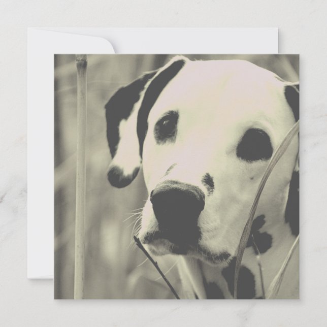 Dalmatian (Front)