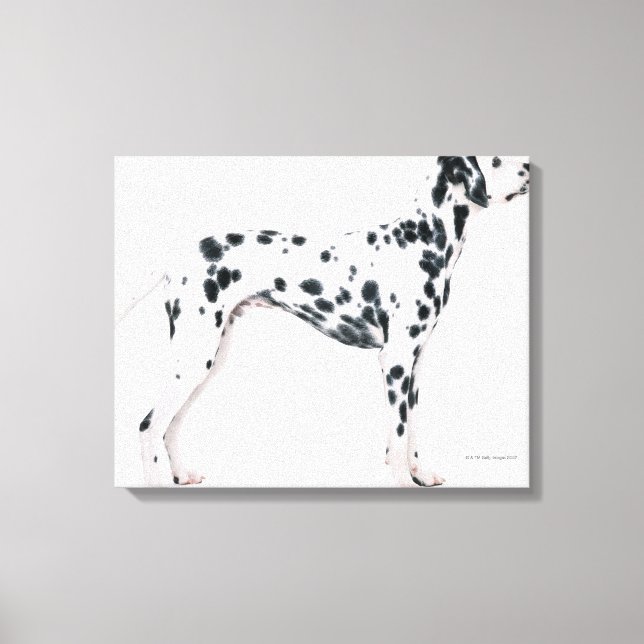 Dalmatian 2 canvas print (Front)