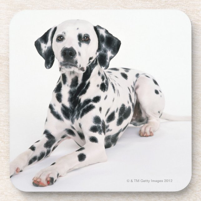 Dalmatian 4 beverage coaster (Front)
