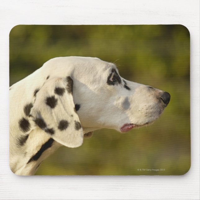 Dalmatian 4 mouse pad (Front)