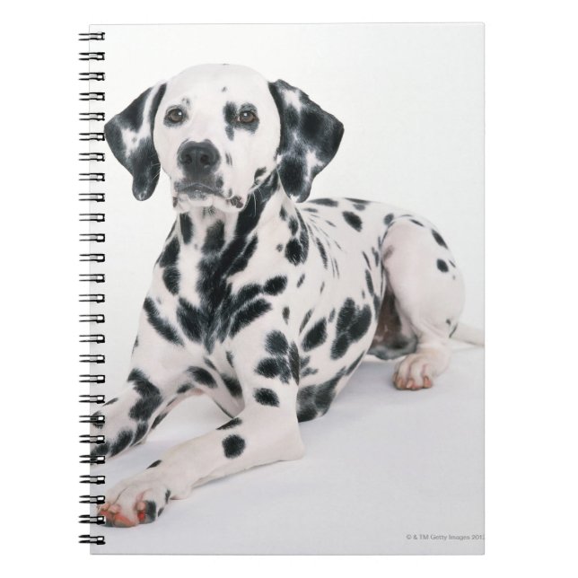 Dalmatian 4 notebook (Front)