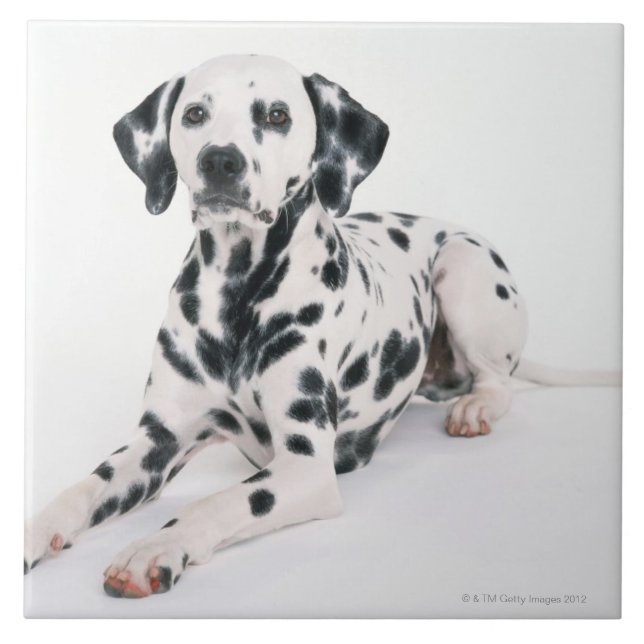 Dalmatian 4 tile (Front)