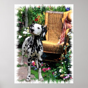 Dalmatian Art Print