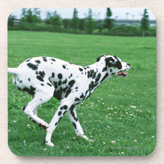 Dalmatian Beverage Coaster (Front)