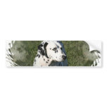 Dalmatian Bumper Sticker