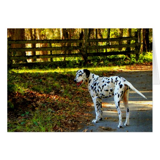 DALMATIAN CARDS (Front Horizontal)
