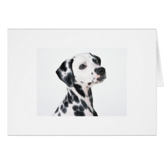 Dalmatian Cards
