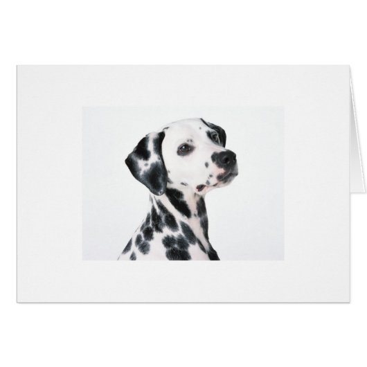 Dalmatian Cards (Front Horizontal)