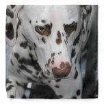 Dalmatian Dog Bandana