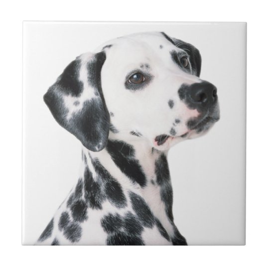 dalmatian ceramic