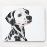 Dalmatian Dog Beautiful Photo, Gift Mouse Pad at Zazzle