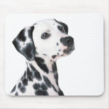 Dalmatian Dog Beautiful Photo  Gift Mouse Pad by roughcollie at Zazzle