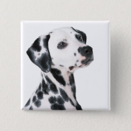 Dalmatian dog beautiful photo, gift pinback button