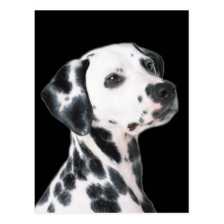 Whippet Gifts on Zazzle