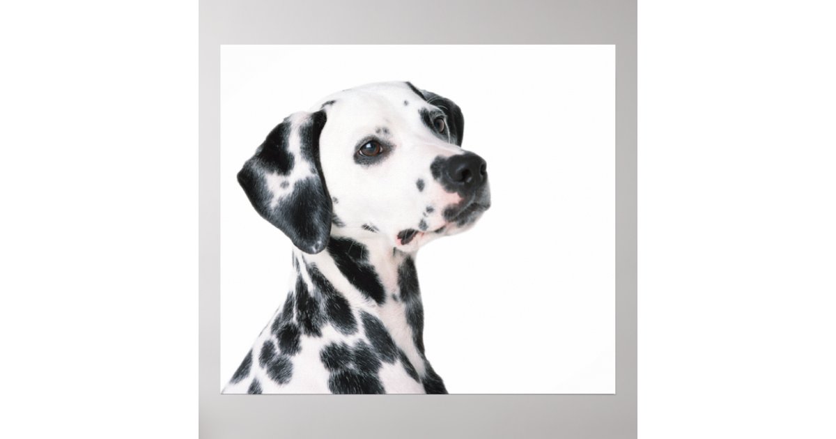  Beauty Collector Designer Dog Dalmatian Backpack