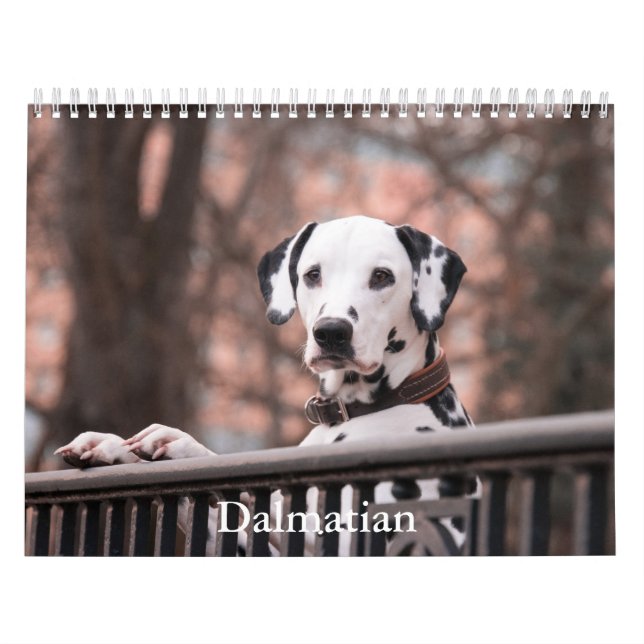 Dalmatian Dog Calendar (Cover)