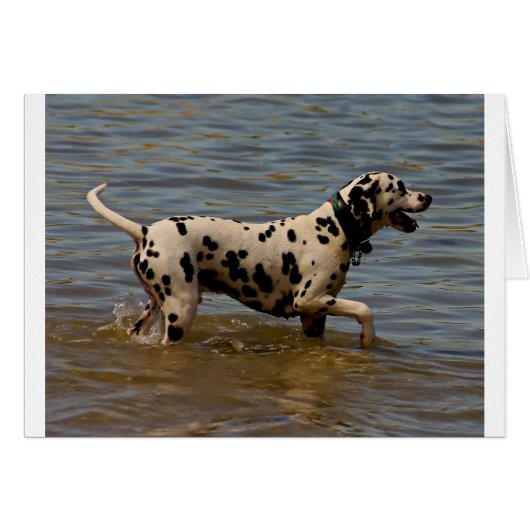 Dalmatian Dog Cards (Front Horizontal)