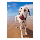 Dalmatian Dog On Beach (Front)