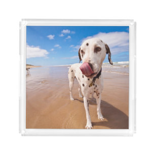 Dalmatian Dog On Beach Acrylic Tray