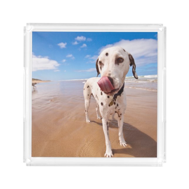 Dalmatian Dog On Beach Acrylic Tray (Front)