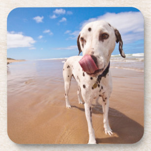 Dalmatian Dog On Beach Beverage Coaster