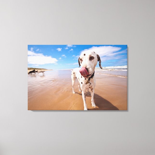 Dalmatian Dog On Beach Canvas Print (Front)