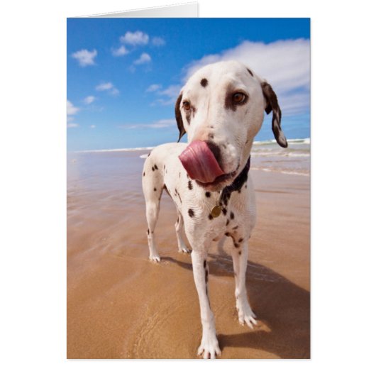 Dalmatian Dog On Beach Cards (Front)