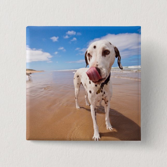 Dalmatian Dog On Beach Pinback Button (Front)