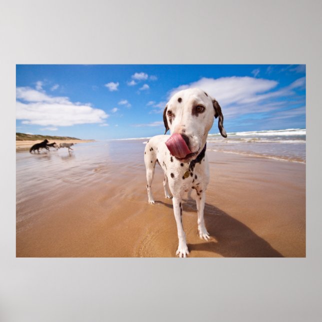 Dalmatian Dog On Beach Poster (Front)