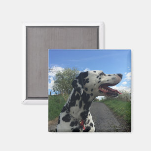 Dalmatian Dog on Walking Path, Sunny Day Magnet