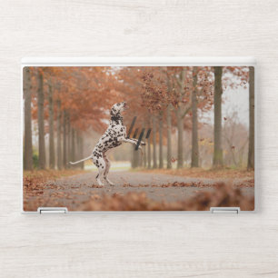 Dalmatian Dog Pet Canine Animal Fur Snout Mammal HP Laptop Skin