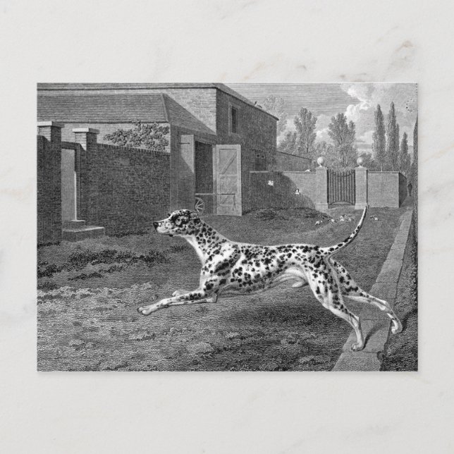 Dalmatian Dog Vintage Drawing Postcard (Front)