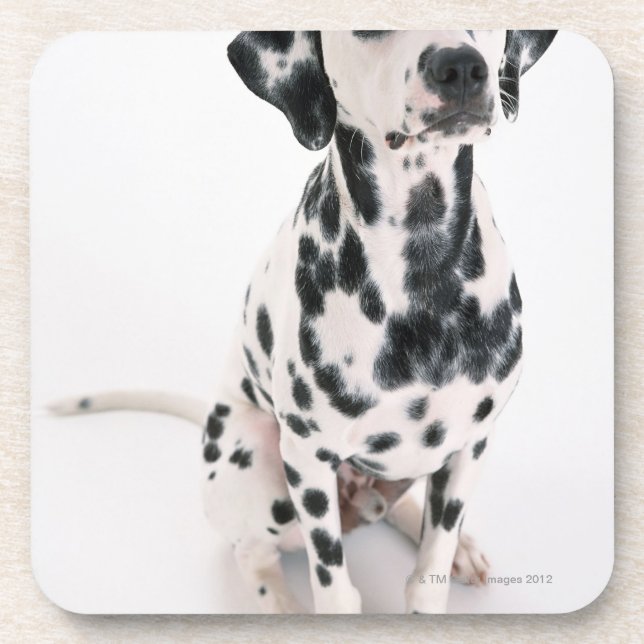Dalmatian Drink Coaster (Front)
