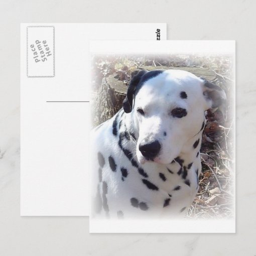 Dalmatian Fire Dog Postcard | Zazzle
