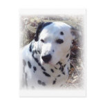Dalmatian Fire Dog Postcard