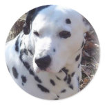 Dalmatian Fire Dog Sticker