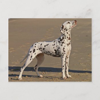 Dalmatian-full.png Postcard by BreakoutTees at Zazzle
