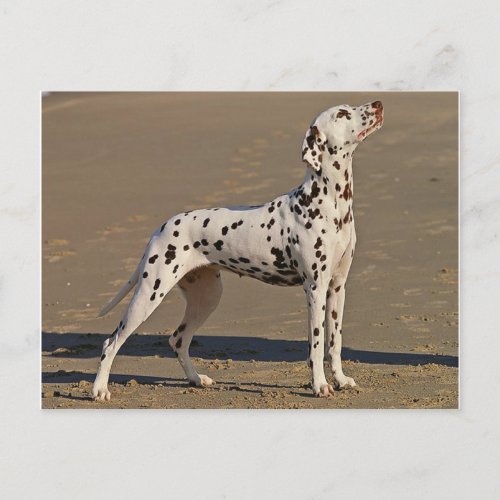 dalmatian_fullpng postcard