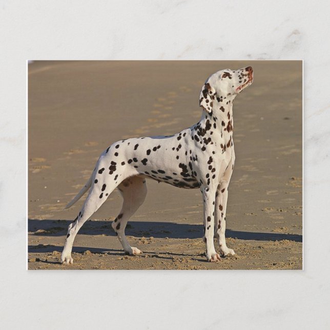 dalmatian-full.png postcard (Front)