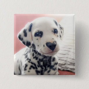 Dalmatian Heart Nose Button